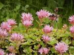 Sedum spurium, roze vetmuur, 1 m², Ophalen, Bodembedekkers, Volle zon, Vaste plant