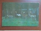 Postkaart - Zoo National Cuba - Gamos, Collections, Cartes postales | Animaux, Enlèvement ou Envoi, Non affranchie, Animal sauvage