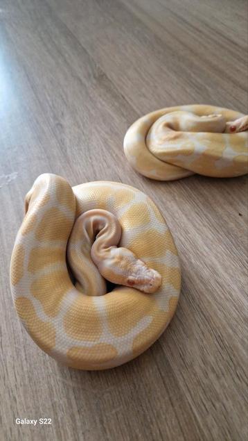 Vrouw- Ball python albino  beschikbaar voor biedingen