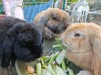 3 tamme franse hangoor,2 moer,1 gecastreerde man, Dieren en Toebehoren, Konijnen, Hangoor