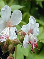 'Spessart' Géranium vivace rhizomateux macrorrhizum, Tuin en Terras, Planten | Tuinplanten, Zomer, Vaste plant, Bodembedekkers
