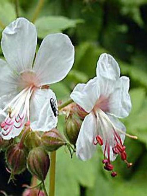 'Spessart' Géranium vivace rhizomateux macrorrhizum, Jardin & Terrasse, Plantes | Jardin, Plante fixe, Couvre-sol, Plein soleil