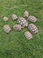 Griekse Klokschildpadjes, Dieren en Toebehoren, Reptielen en Amfibieën, Schildpad, 3 tot 6 jaar