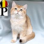 Britse Korthaar (Chinchilla Gold) kitten met stamboom, Dieren en Toebehoren, Kater, Gechipt, 0 tot 2 jaar