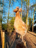 Kuikens verwacht, Dieren en Toebehoren, Geslacht onbekend, Kip