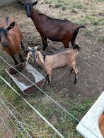 Nubische bok te koop!, Dieren en Toebehoren, Schapen, Geiten en Varkens, Mannelijk, Geit, 0 tot 2 jaar