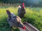 Mechelse koekoek hen, Dieren en Toebehoren, Pluimvee, Vrouwelijk, Kip
