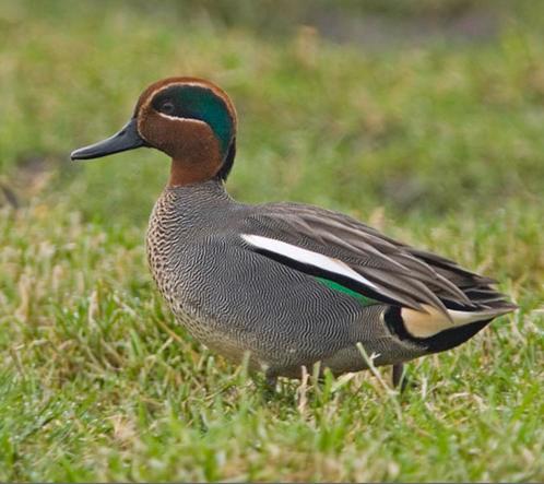 Europese wintertaling:siereenden, Dieren en Toebehoren, Pluimvee, Eend, Meerdere dieren