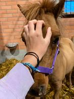 Mini shetland merrie’s te koop, Dieren en Toebehoren, Pony's