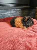 Cavia beertjes, Cobaye