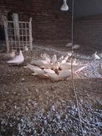 Trouw duiven