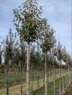 POMMIERS: e.a. HAUTE TIGES : DIFFÉRENTES VARIÉTÉS, 32€/pièce, Jardin & Terrasse, Plantes | Arbres fruitiers, Plein soleil, Enlèvement