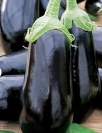 Pepers planten, Tuin en Terras, Planten | Tuinplanten, Ophalen of Verzenden, Zomer, Groenteplanten, Volle zon