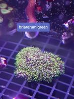 Briarerum green, Comme neuf, Enlèvement ou Envoi