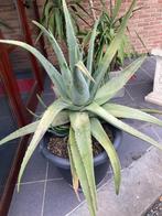 aloe vera gezonde grote plant bloeit ieder jaar 85H en 110br, Ophalen, Vetplant, In pot, Minder dan 100 cm