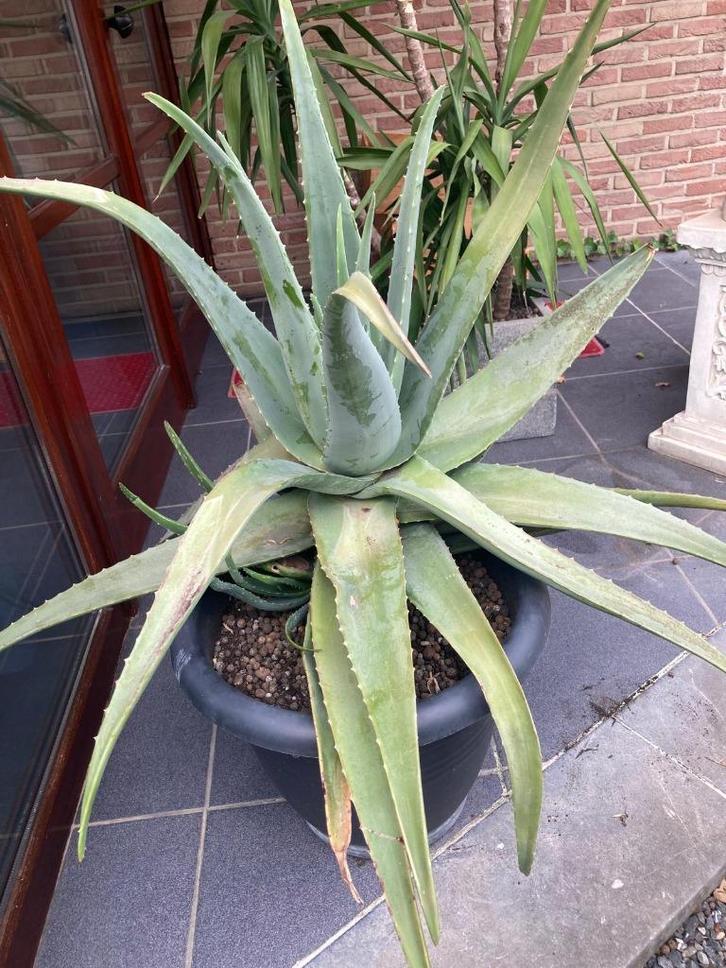 aloe vera gezonde grote plant bloeit ieder jaar 85H en 110br, Huis en Inrichting, Kamerplanten, Vetplant, Minder dan 100 cm, Bloeiende kamerplant