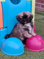 Tibetaanse spaniel pups met stamboom, Parvo, België, Overige rassen, 8 tot 15 weken