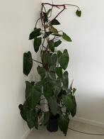 Philodendron +/-1m80, Ophalen, Overige soorten, Halfschaduw, 150 tot 200 cm