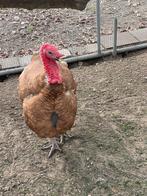 Eieren van Rode Ardenner kalkoenen, Dieren en Toebehoren