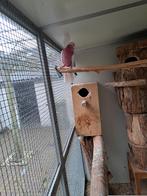 Prachtig jong koppel Lutino Kaketoes., Dieren en Toebehoren, Meerdere dieren, Papegaai, Geringd