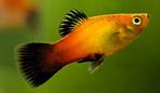 Platy, Dieren en Toebehoren