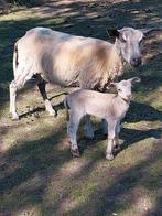 ramlam te koop, Dieren en Toebehoren, Schapen, Geiten en Varkens