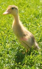 Broedeieren indische loopeenden bonte loopeend, Dieren en Toebehoren, Pluimvee, Eend
