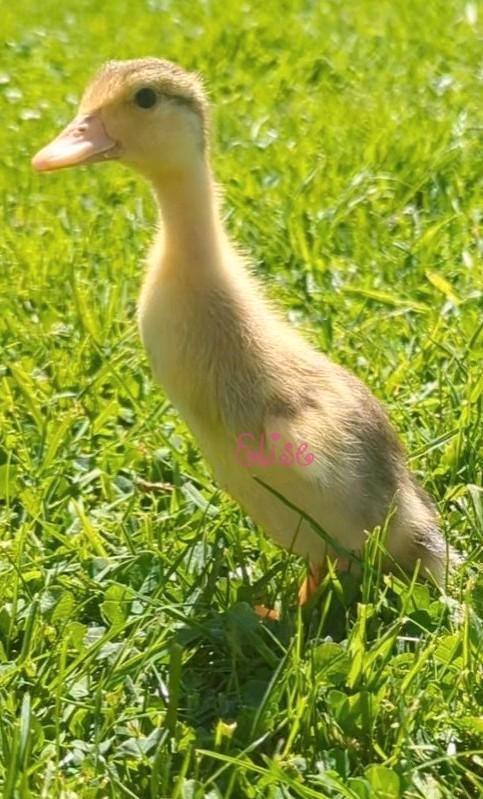 Broedeieren indische loopeenden bonte loopeend, Dieren en Toebehoren, Pluimvee, Eend
