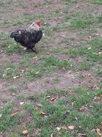 brahama kriel haan, Dieren en Toebehoren, Pluimvee, Mannelijk, Kip