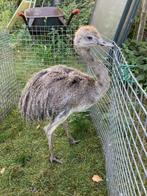 Nandoe, Dieren en Toebehoren, Pluimvee