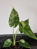 Alocasia Dragon Scale Mint, Ophalen of Verzenden