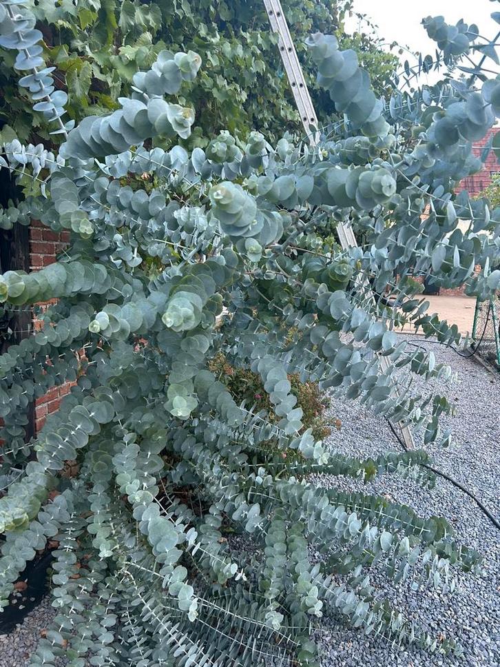 eucalyptus, Huis en Inrichting, Woonaccessoires | Droogbloemen, Nieuw, Ophalen