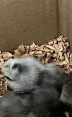 Gezocht grijze Chabo eendagskuikens of broedeieren, Dieren en Toebehoren, Kip