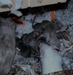 Silver colour muisjes, Mannelijk, Muis, Tam