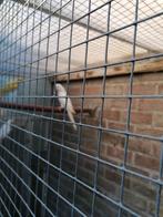 Perruche a collier, Dieren en Toebehoren, Vogels | Parkieten en Papegaaien, Meerdere dieren, Parkiet, Geringd