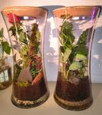 Set van twee tropische plantenbiotopen, Huis en Inrichting, Kamerplanten, Ophalen, Overige soorten