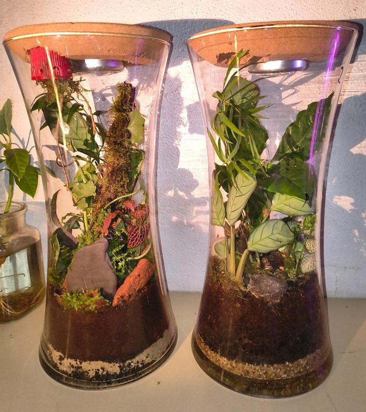 Set van twee tropische plantenbiotopen, Huis en Inrichting, Kamerplanten, Overige soorten, Ophalen