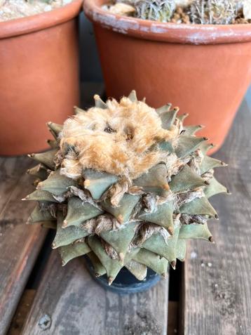 Ariocarpus retusus, Enlèvement ou Envoi