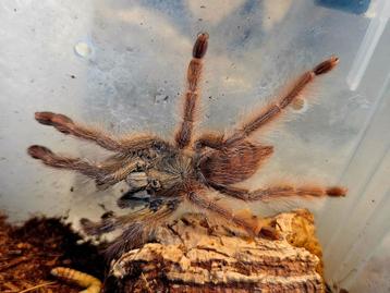 Amazonius germani vrouwtje 3cm lichaamslengte  beschikbaar voor biedingen