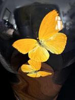 Vlucht van exotische Phoebis Argante-vlinders uit Peru Globe, Nieuw, Opgezet dier, Ophalen of Verzenden, Insect
