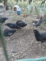 Marans, Dieren en Toebehoren, Pluimvee