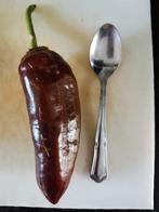 bruine paprika Sweet Chocolate - 5 zaden, Verzenden, Voorjaar, Volle zon, Zaad
