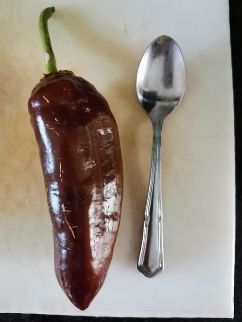 bruine paprika Sweet Chocolate - 5 zaden, Tuin en Terras, Bloembollen en Zaden, Zaad, Voorjaar, Volle zon, Verzenden
