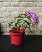 jeune plant d'arbre a papillon "PINK DELIGHT", Jardin & Terrasse, Plantes | Arbres, Enlèvement, Ombre partielle, 100 à 250 cm