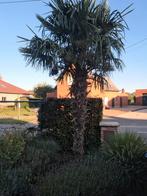 Behaarde palmboom 3 meter stam, Jardin & Terrasse, Plantes | Arbres, Enlèvement ou Envoi