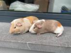 Jonge cavia’s, Dieren en Toebehoren, Knaagdieren, Cavia, Mannelijk, Juli, Tam