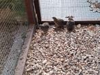 chinese dwergkwartel, Dieren en Toebehoren, Pluimvee, Meerdere dieren, Overige soorten