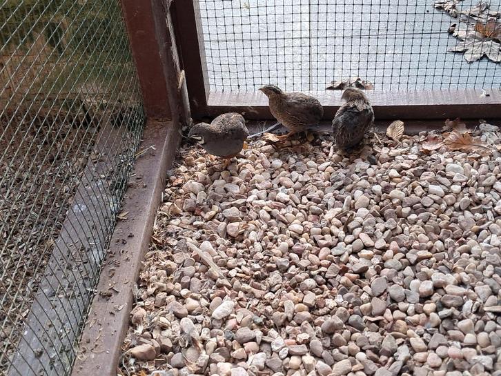 chinese dwergkwartel, Dieren en Toebehoren, Pluimvee, Overige soorten, Meerdere dieren