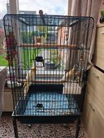 Koppel vogels, Dieren en Toebehoren, Vogels | Hokken en Kooien, Ophalen of Verzenden, Zo goed als nieuw
