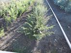 Coniferen, Tuin en Terras, Ophalen, Conifeer, Haag, Minder dan 100 cm
